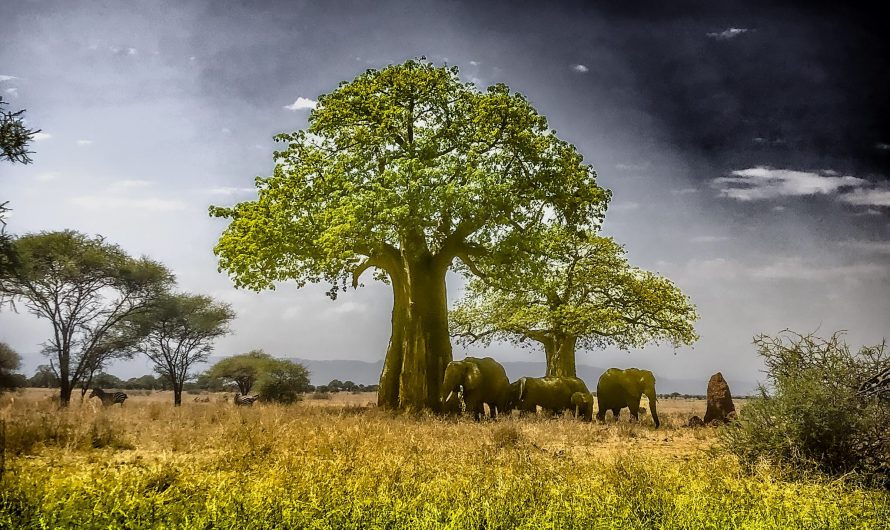 Auf Safari: Tarangire, Serengeti und Ngorogoro Krater